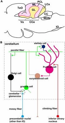 Tracing of Afferent Connections in the Zebrafish Cerebellum Using Recombinant Rabies Virus